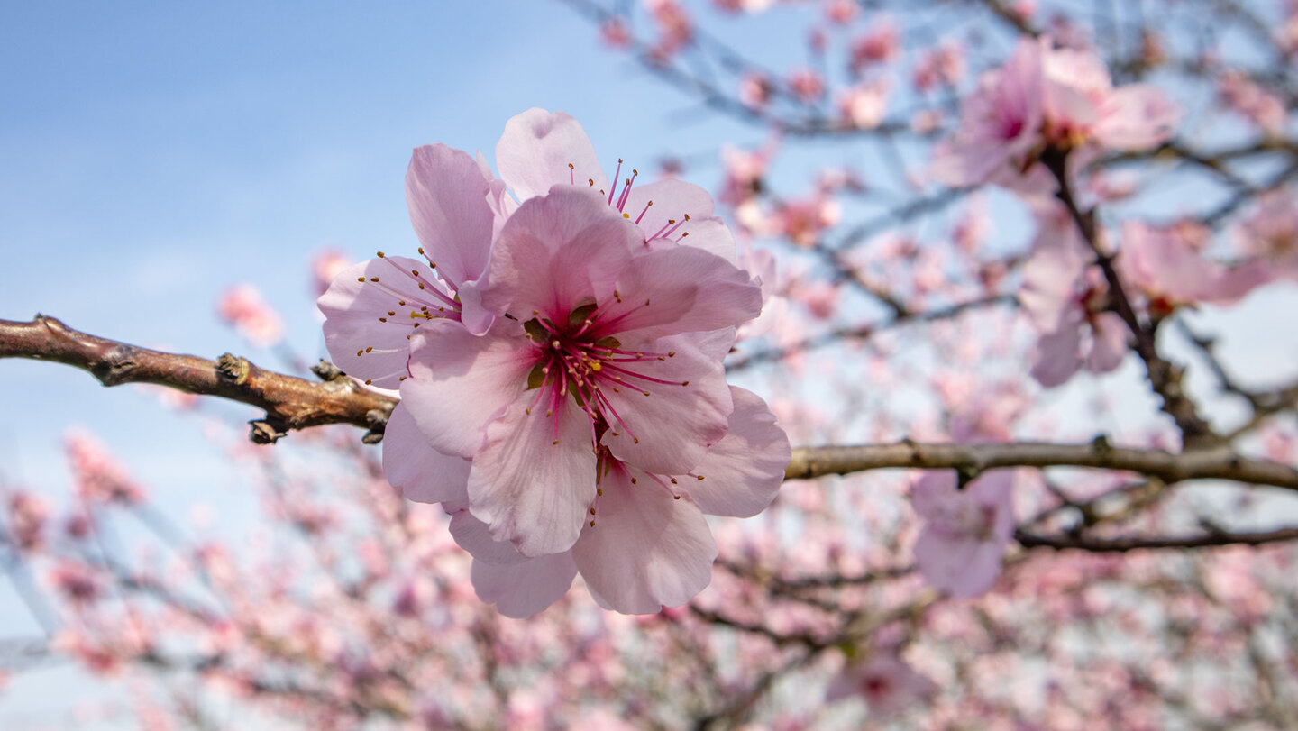 Mandelblüte Pfalz – Blütenzauber an der Deutschen Weinstraße | © Sunhikes