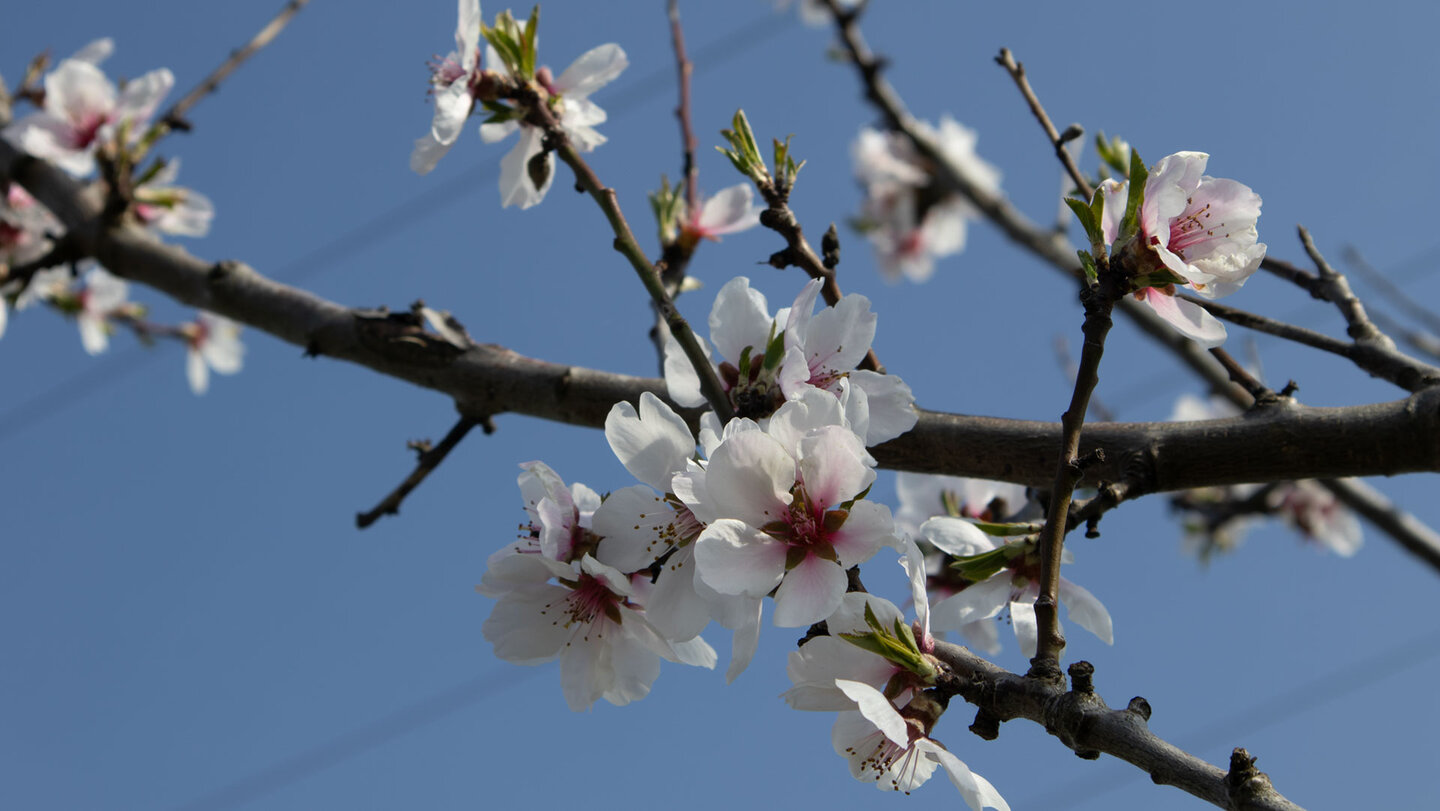weiße Mandelblüte | © Sunhikes