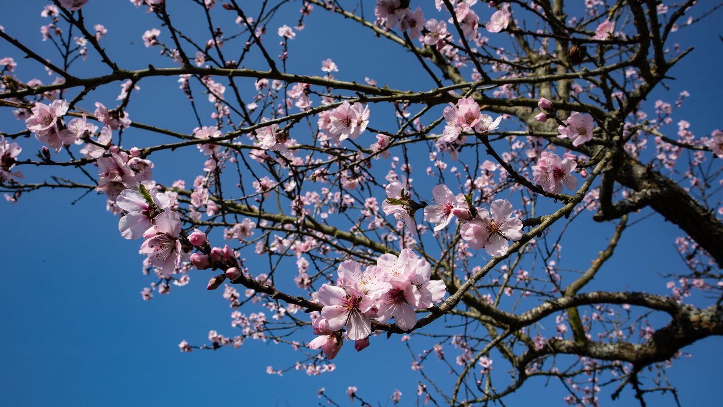 Mandelblüte an der Deutschen Weinstraße | © Sunhikes