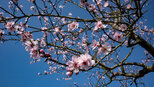 Mandelblüte an der Deutschen Weinstraße | © Sunhikes
