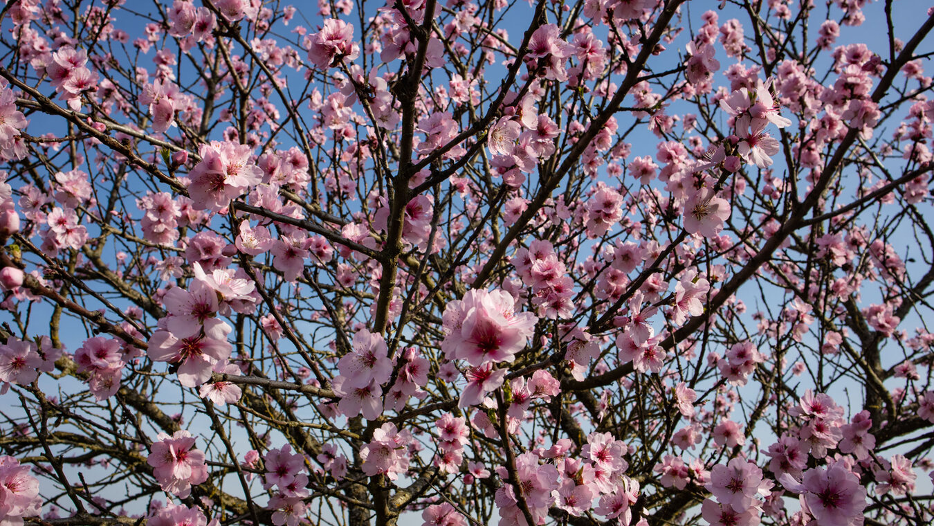 Mandelblüte – ein Blütenspektakel in der Pfalz | © Sunhikes