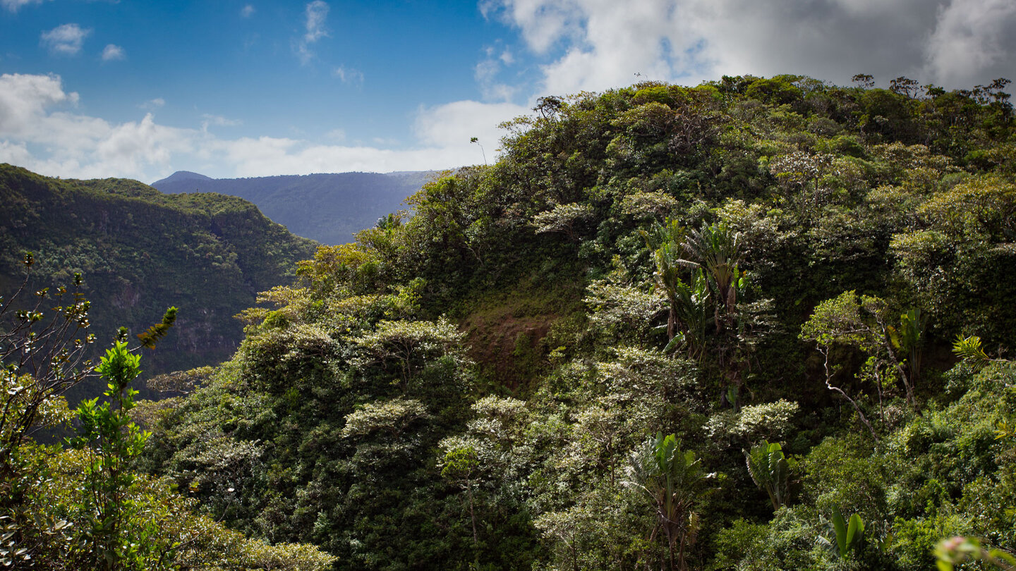 Farne, Palmen und uralte Bäume im Black River Gorges Nationalpark | © Sunhikes