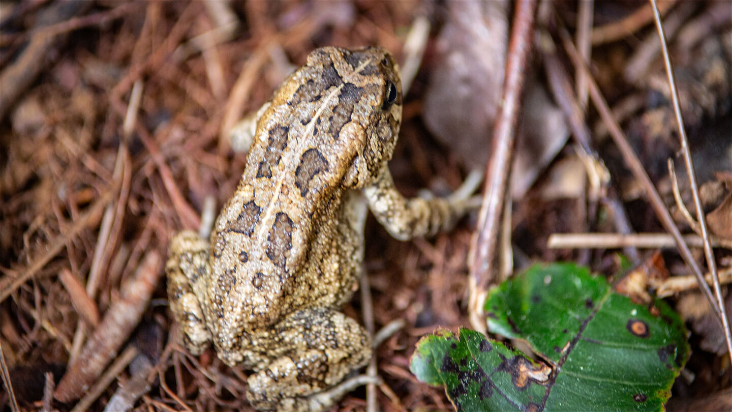 Südliche Pantherkröte | © Sunhikes