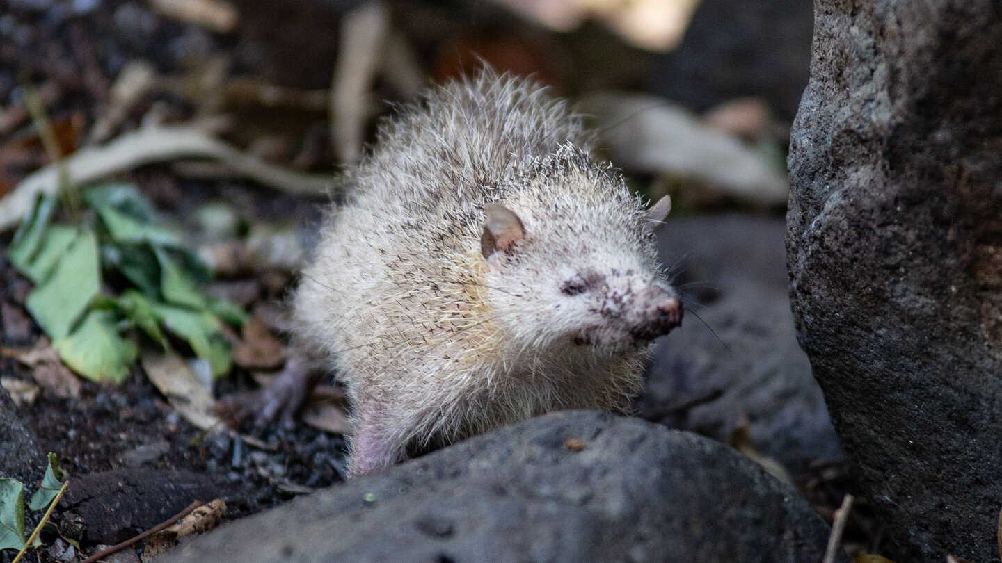 Großer Tenrek | © Sunhikes