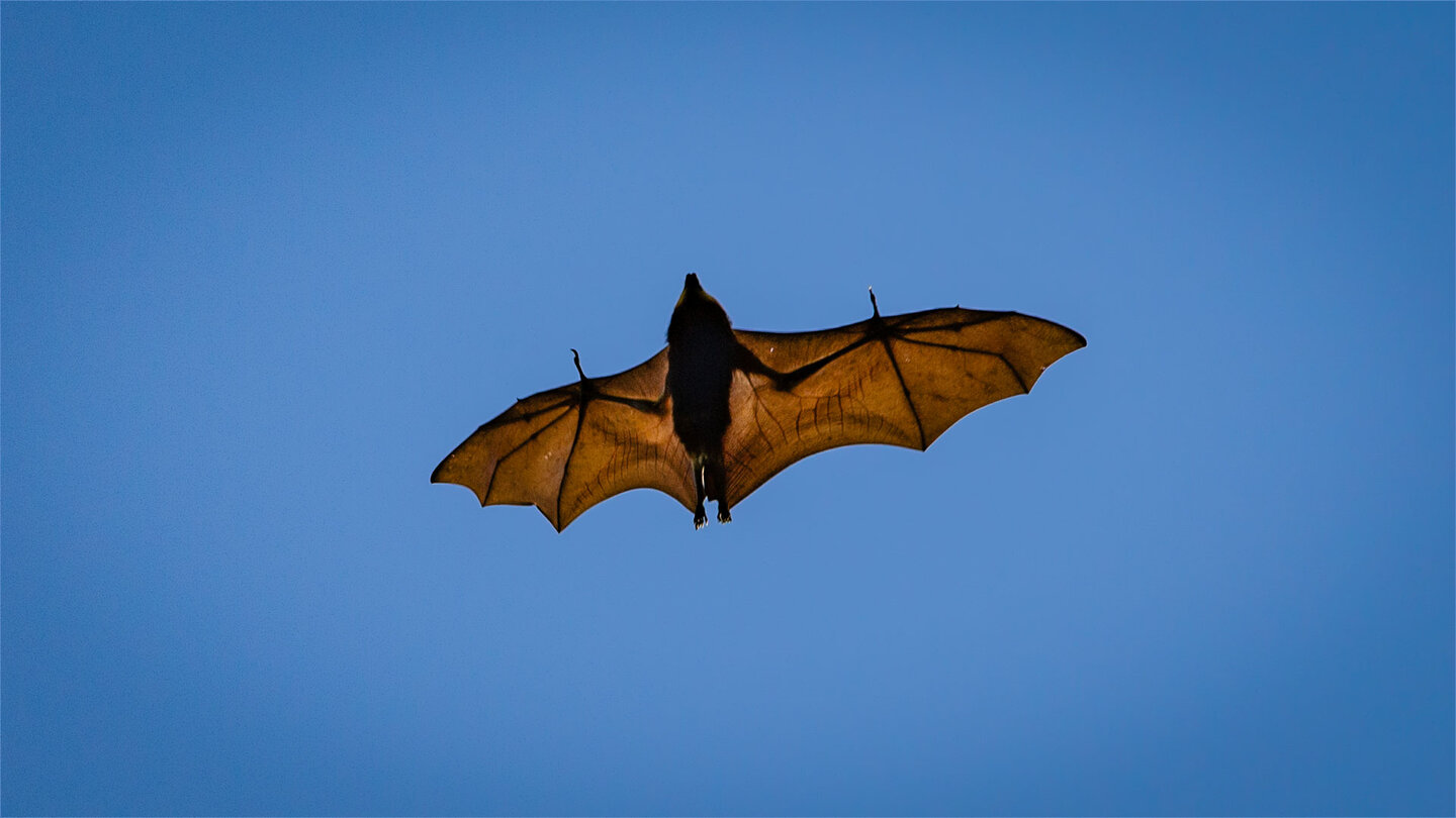 Maskarenen-Flughund im Black River Gorges Nationalpark | © Sunhikes
