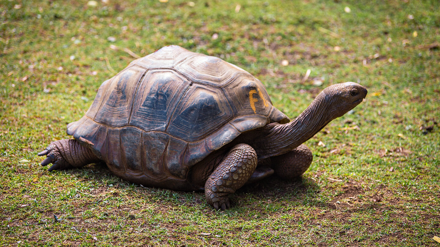 Aldabra-Riesenschildkröte | © Sunhikes