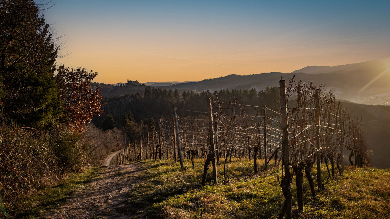 Durbacher Weinpanorama | © Sunhikes