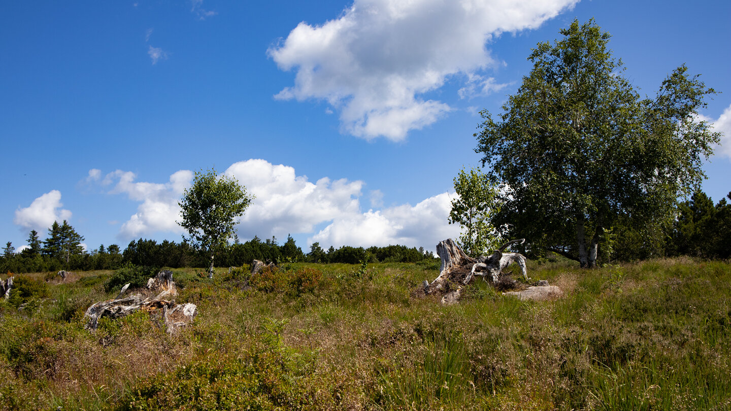 Grindenlandschaft auf dem Schliffkopf | © Sunhikes