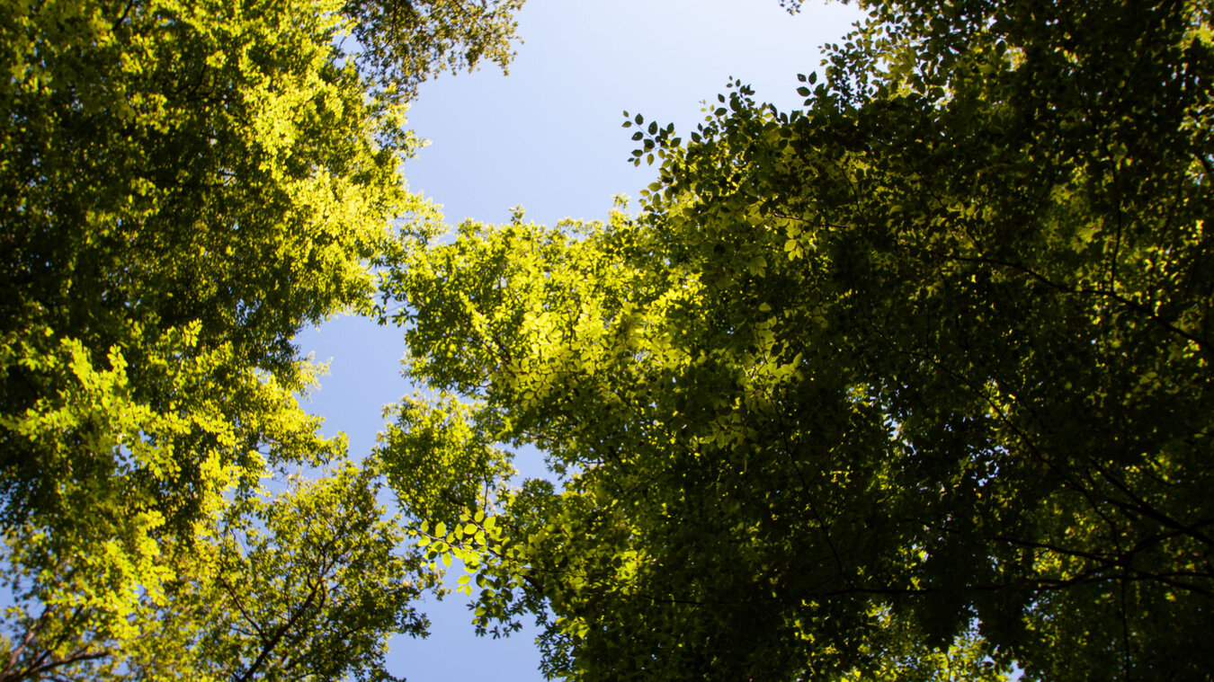 Buchenwald in den Nordvogesen | © Sunhikes