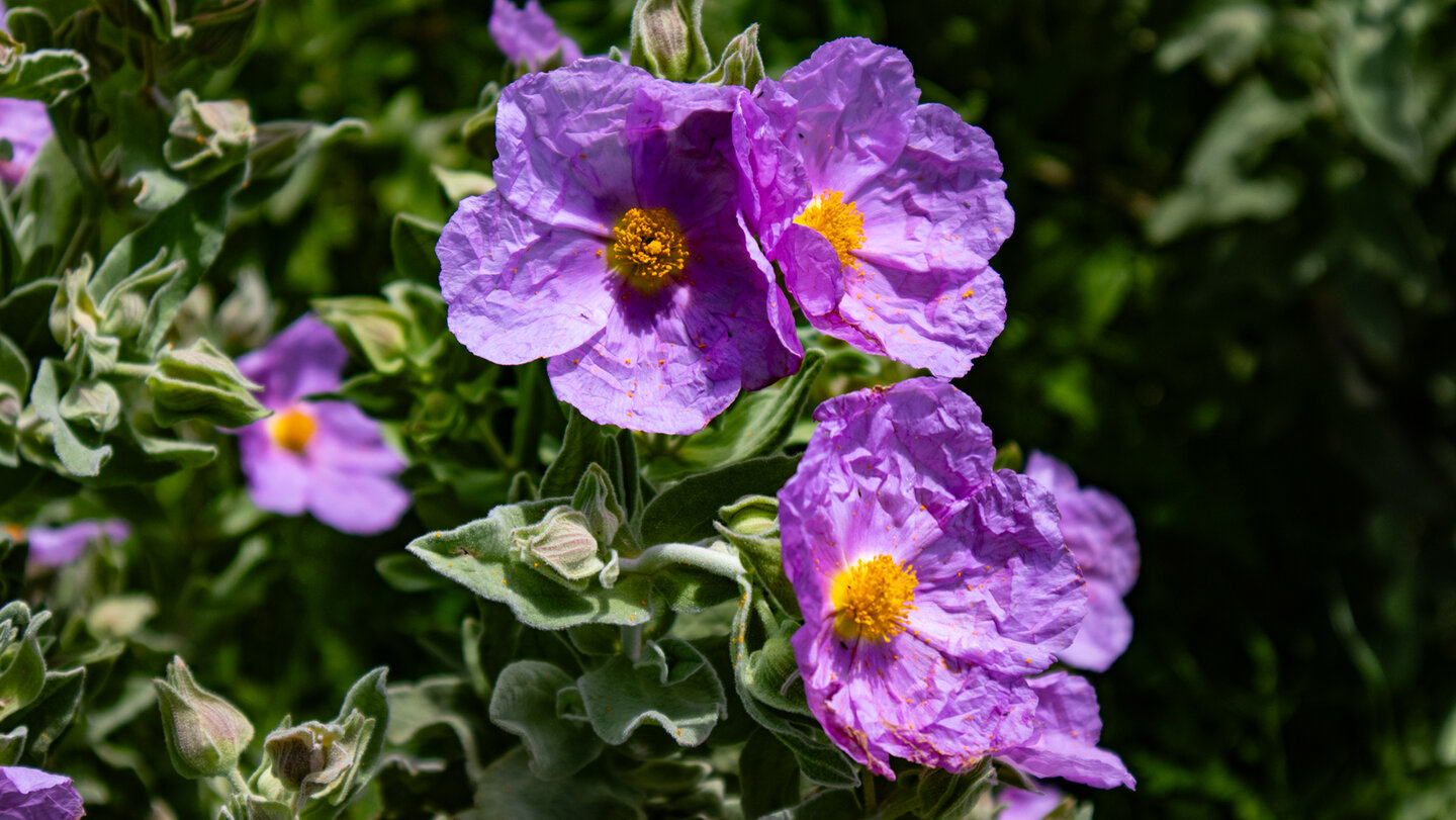 im April säumen blühende Zistrosen die Wanderwege | © Sunhikes