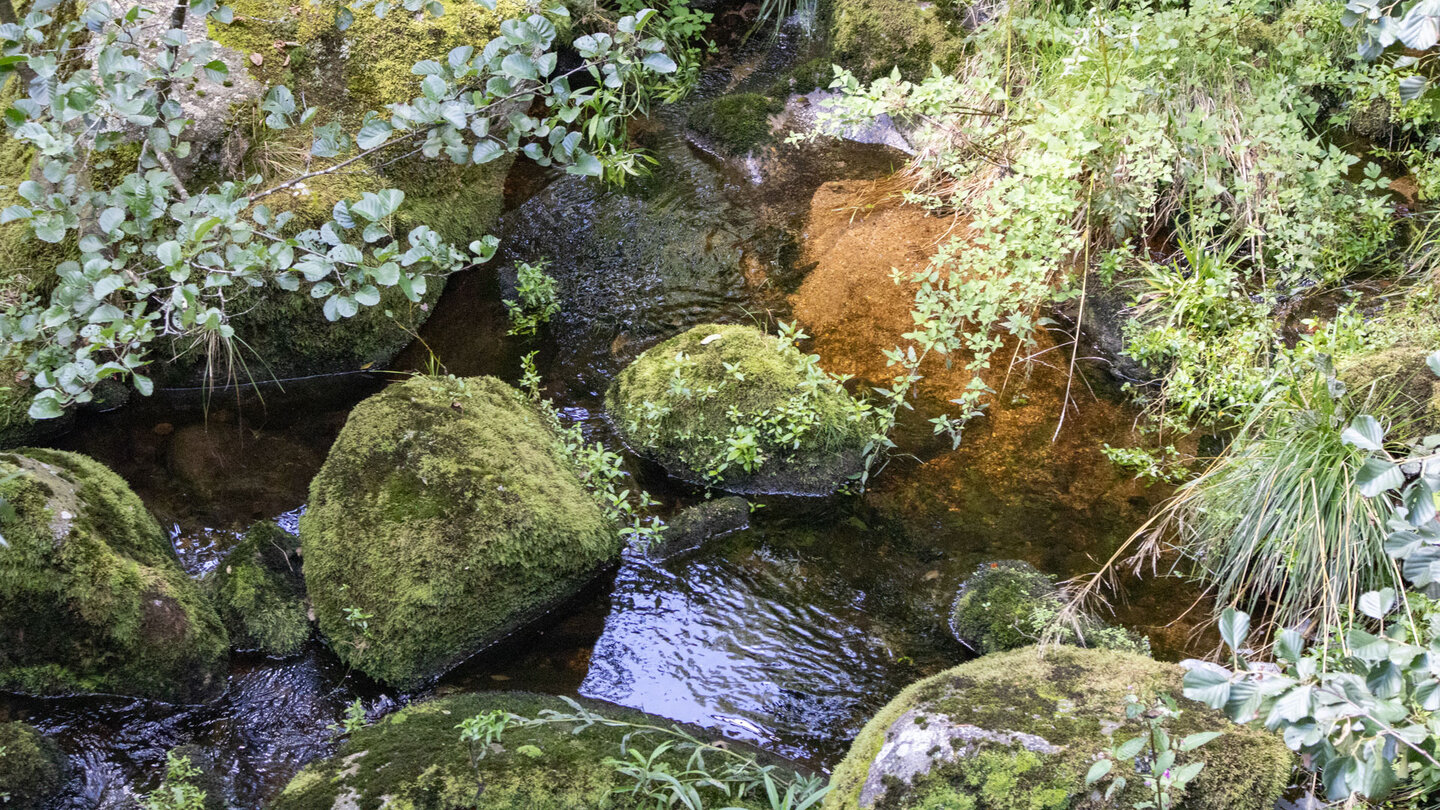 Bachlauf der Raumünzach | © Sunhikes