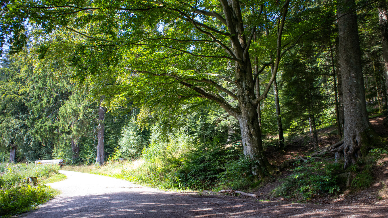Wanderweg am Ufer der Schwarzenbachtalsperre | © Sunhikes
