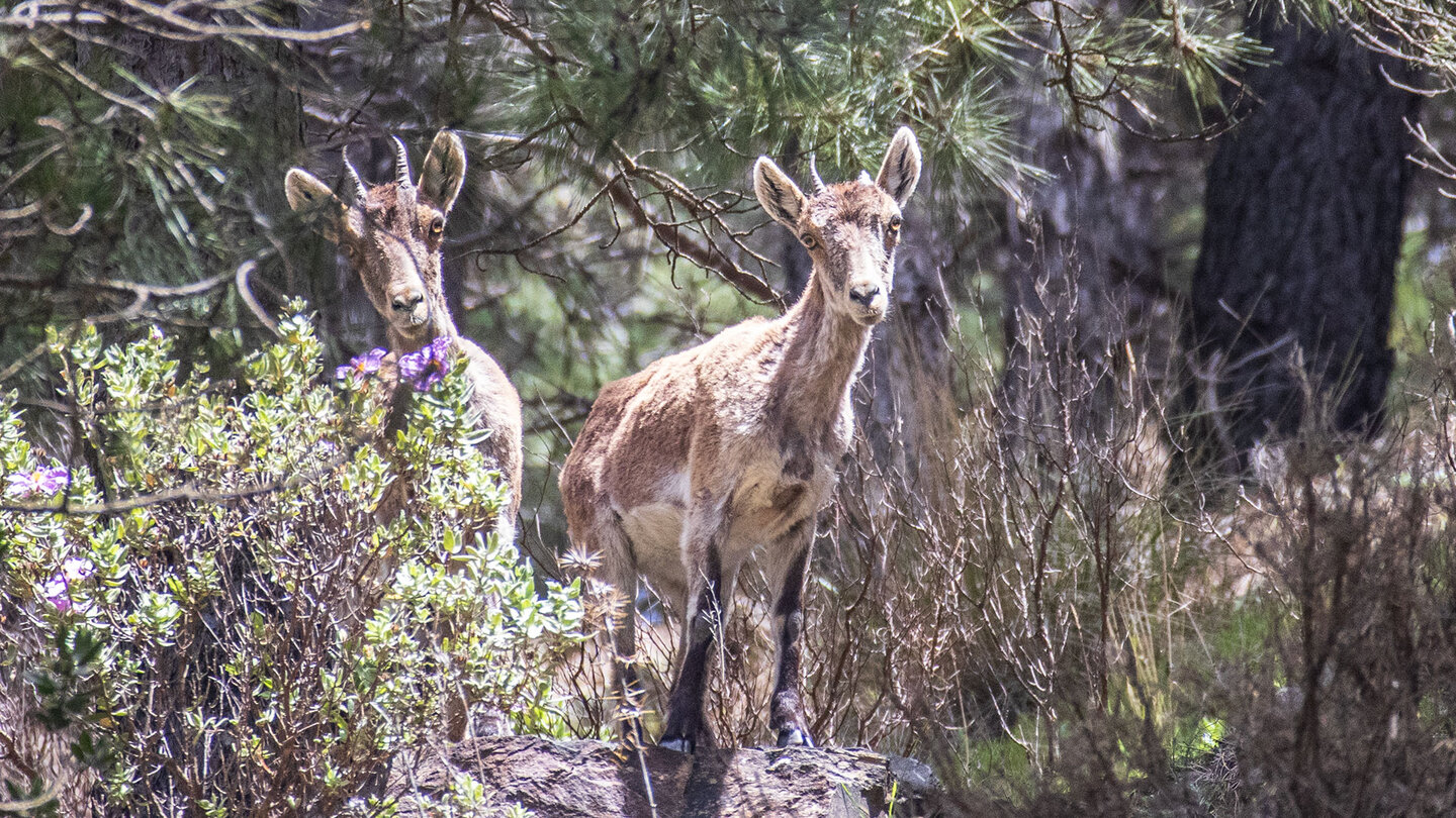 Iberische Steinböcke im Naturpark Sierras de Tejeda, Almijara y Alhama | © Sunhikes Iberische Steinböcke im Naturpark Sierras de Tejeda, Almijara y Alhama | © Sunhikes