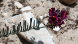 Schmalblatt-Leinkraut oder Spanisches Leinkraut | © Sunhikes
