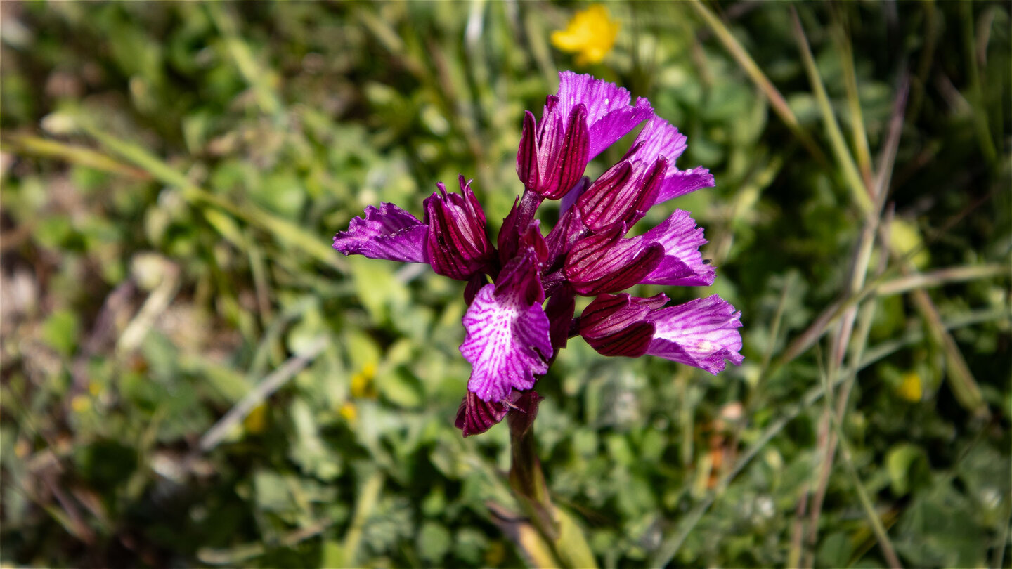 Schmetterlings-Knabenkraut | © Sunhikes Schmetterlings-Knabenkraut | © Sunhikes
