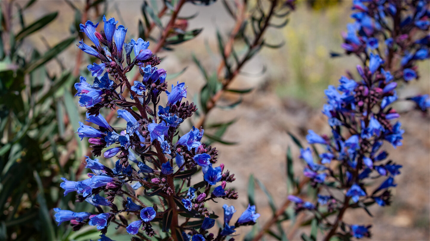 Tajinaste azul de la cumbre | © Sunhikes