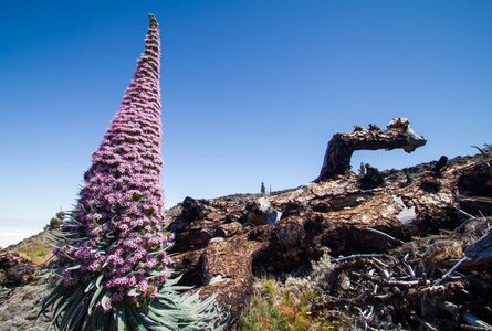 die Tajinaste rosada wird auf Deutsch Rosa Natternkopf genannt | © Sunhikes