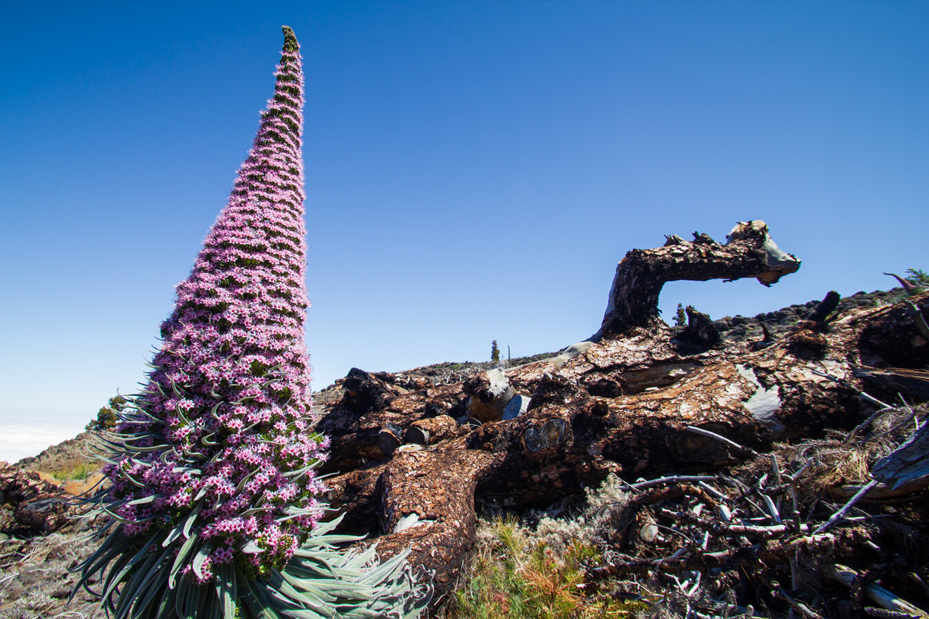die Tajinaste rosada wird auf Deutsch Rosa Natternkopf genannt | © Sunhikes