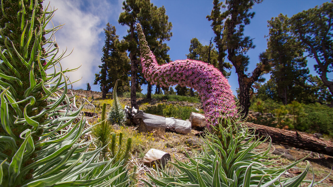 leuchtende Tajinaste rosada vor dem grün der Kiefern  | © Sunhikes