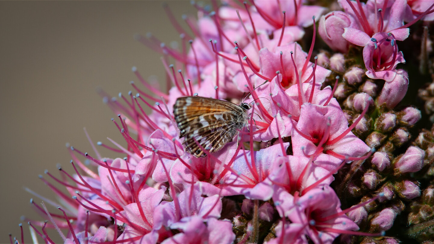 Schmetterling in den Blüten der Tajinaste rosada | © Sunhikes