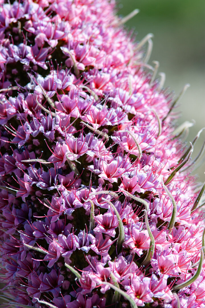 Einzelblüten der Tajinaste rosada | © Sunhikes