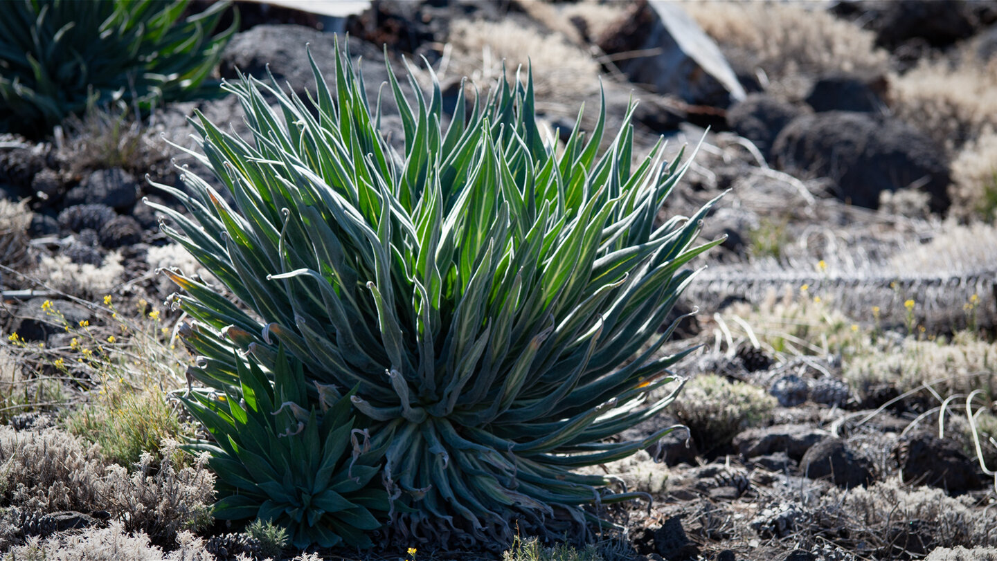 Blattrosette der Tajinaste rosada | © Sunhikes