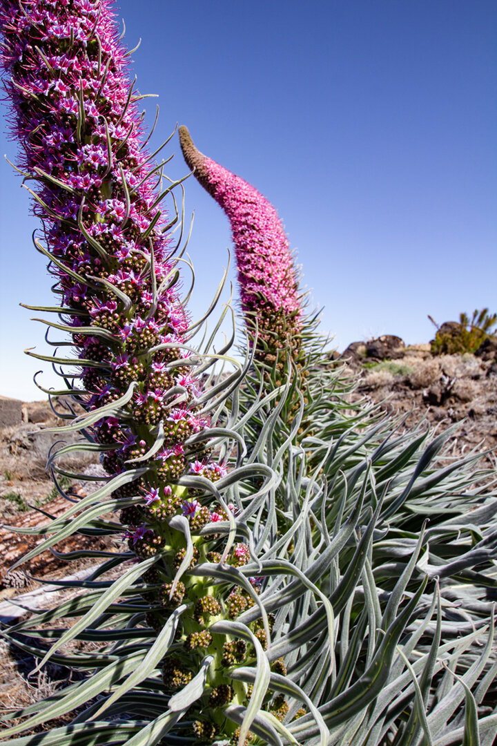 die Tajinaste rosada auf La Palma | © Sunhikes