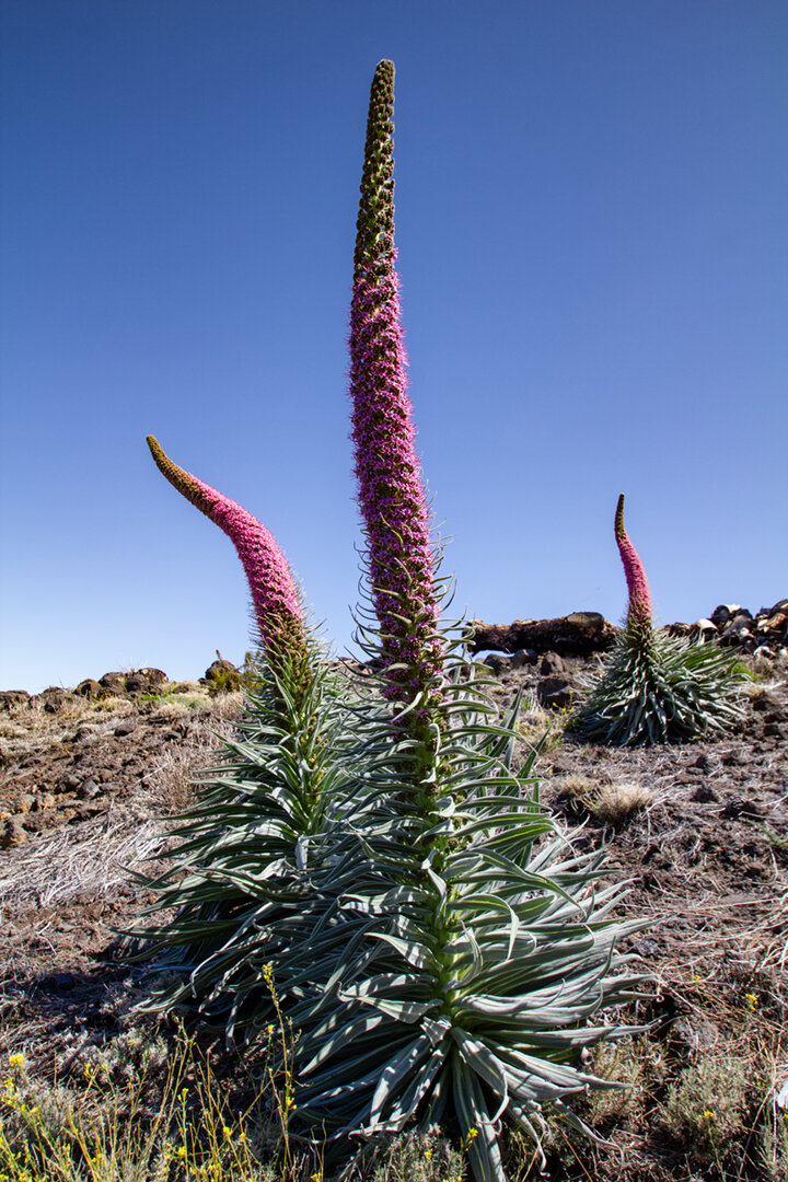 Blütenkerzen der Tajinaste rosada | © Sunhikes