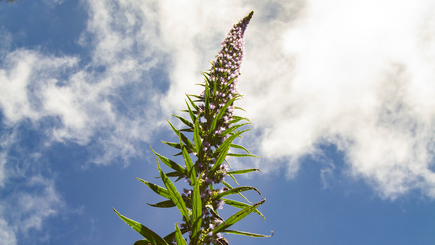 der Pininana auf La Palma | © Sunhikes