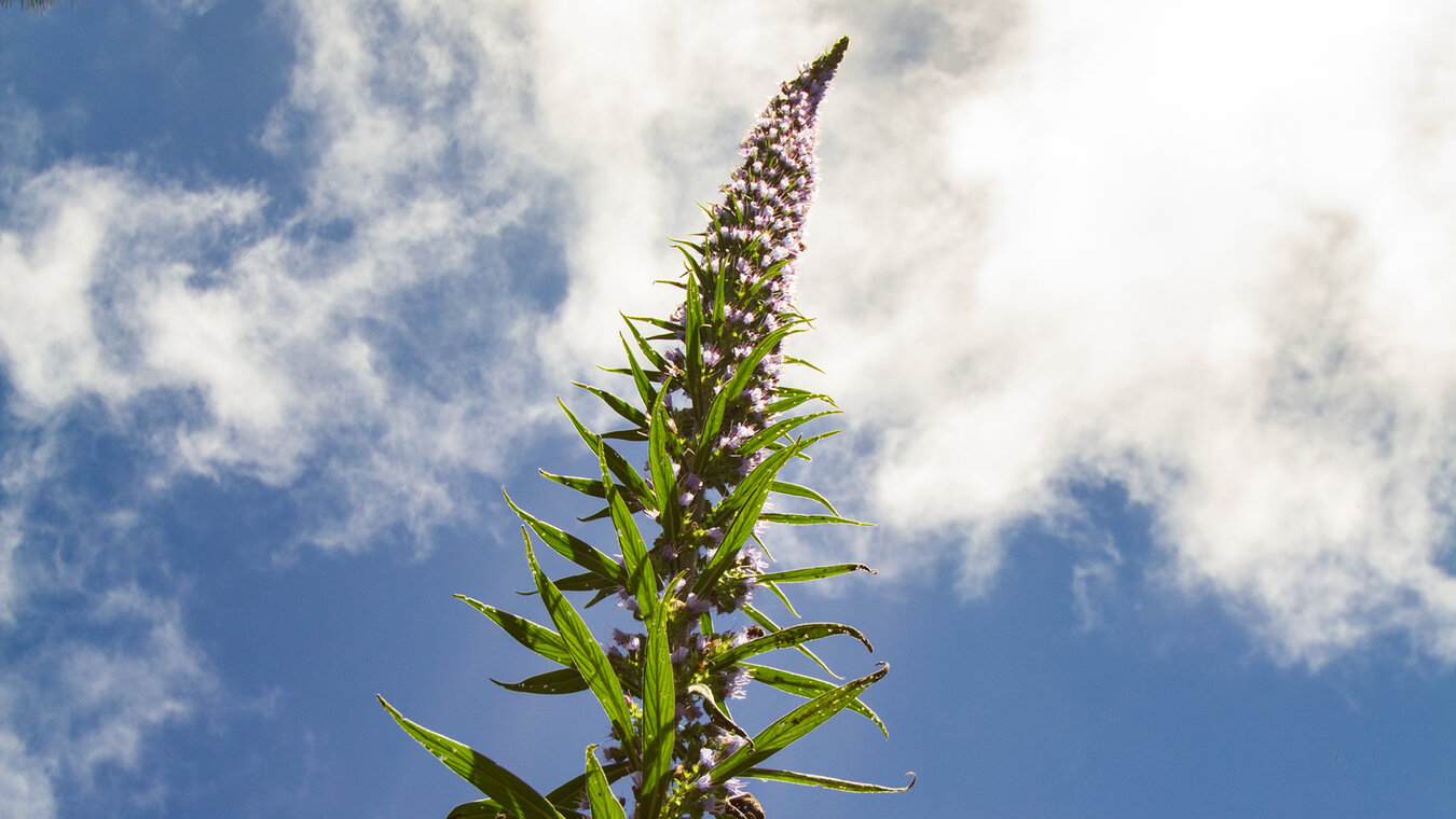 der Pininana auf La Palma | © Sunhikes