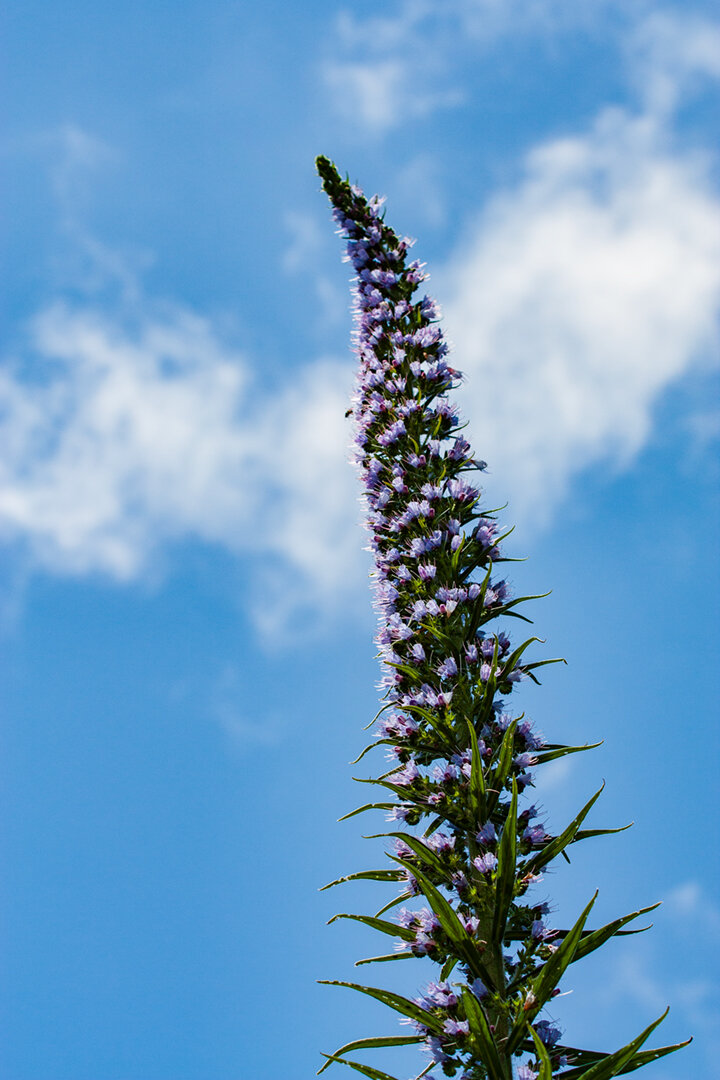 der Pininana (Echium pininana)  | © Sunhikes
