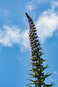 der Pininana (Echium pininana)  | © Sunhikes