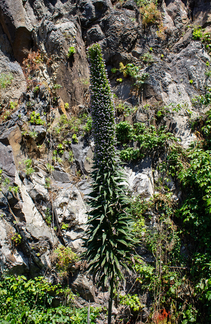 La-Palma-Endemit Echium pininana | © Sunhikes