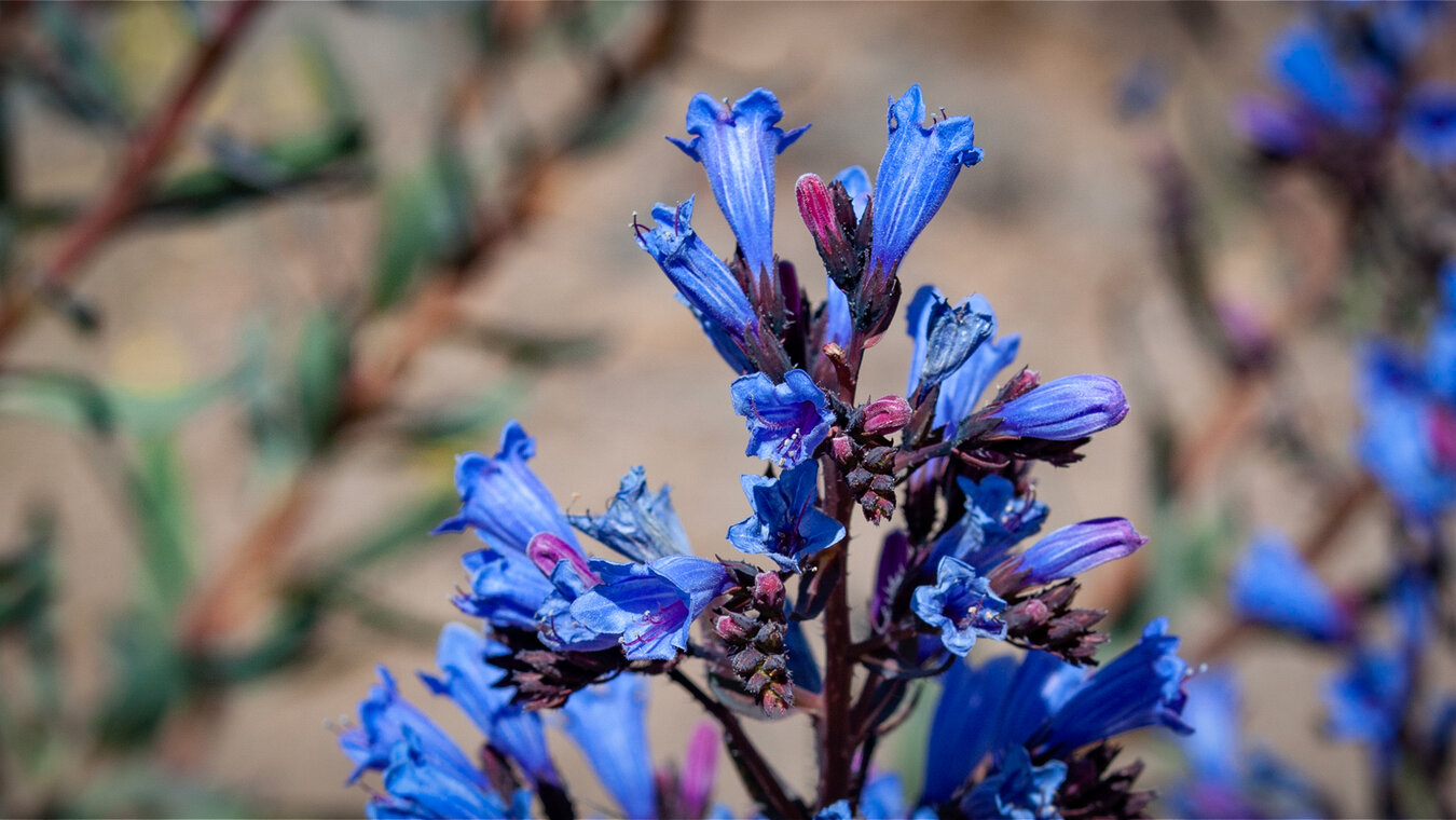 Blüten der Tajinaste azul de la cumbre | © Sunhikes