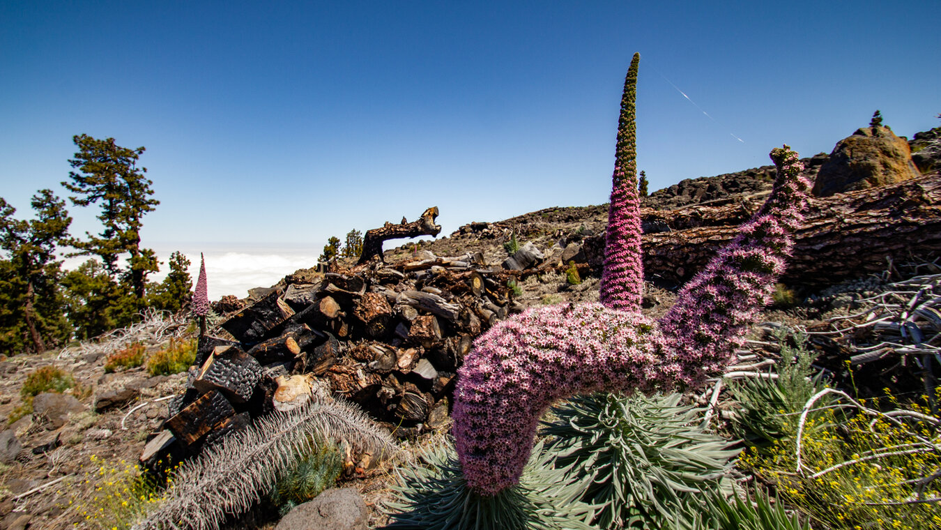rosa Natternkopf in Höhenlagen oberhalb 1.600 m | © Sunhikes