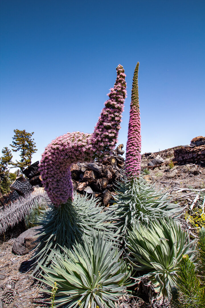 Tajinaste rosada | © Sunhikes