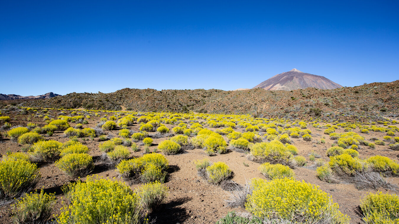 Frühling am Wanderweg Siete Cañadas im Teide Nationalpark | © Sunhikes