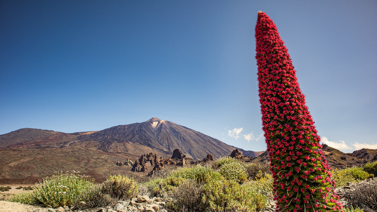 Tajinaste rojo auf Teneriffa im Teide Nationalpark | © Sunhikes