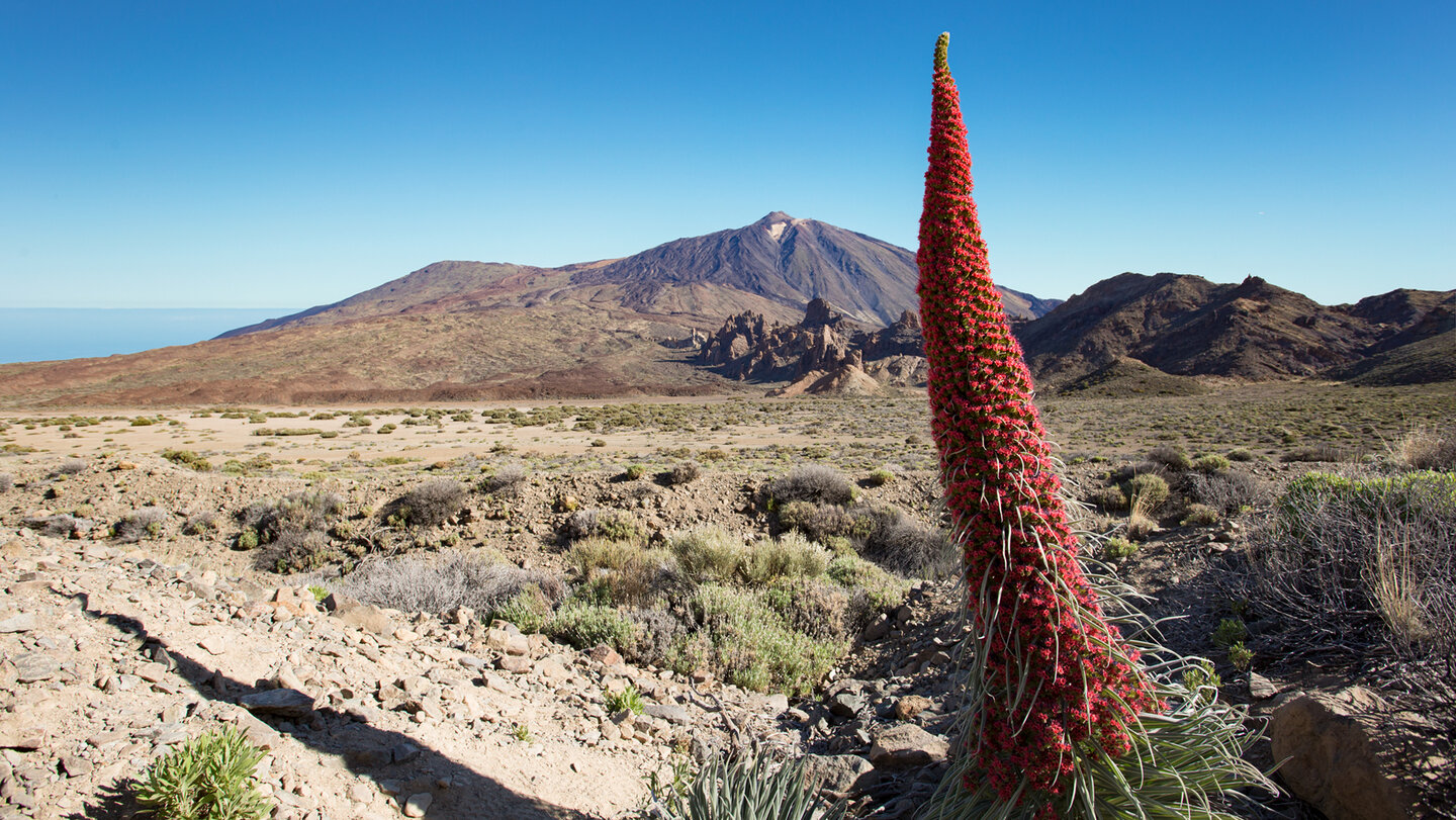 Tajinaste rojo mit Roques de García und Teide-Pico Vejo-Massiv  | © Sunhikes