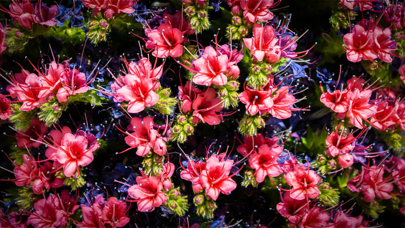 Detailaufnahme der Tajinasten-Blüte | © Sunhikes