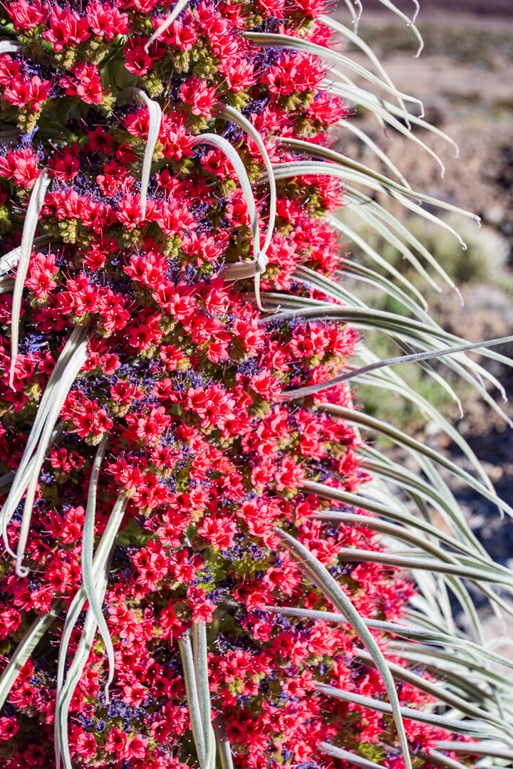 Einzelblüten der Tajinaste rojo | © Sunhikes