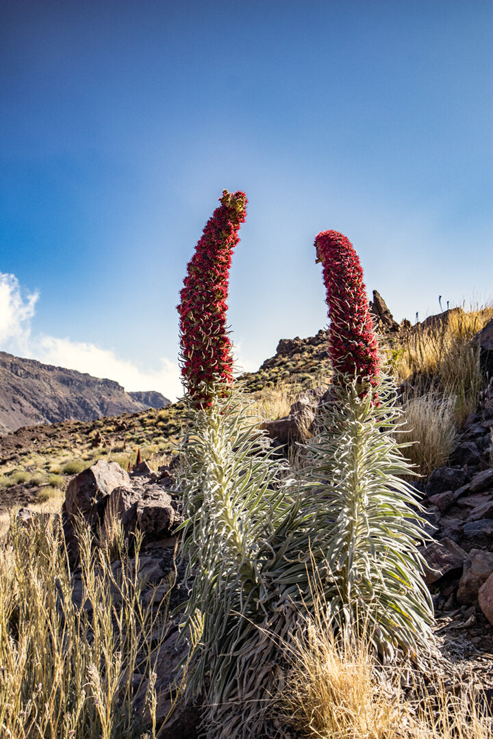 Tajinasten in der kargen Landschaft des Teide Nationalpark | © Sunhikes