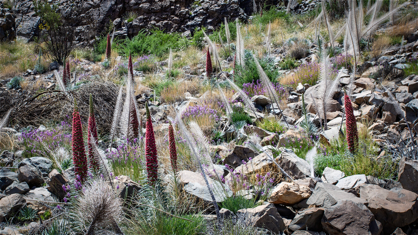 Tajinaste-Feld am Montaña el Cedro im Teide Nationalpark | © Sunhikes