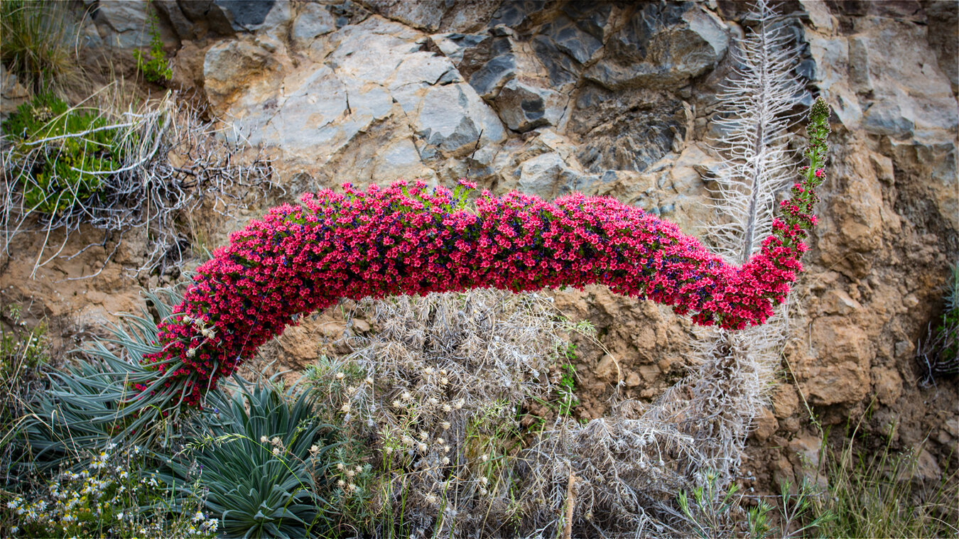 Überlebenskünstlerin auf Teneriffa Tajinaste rojo | © Sunhikes