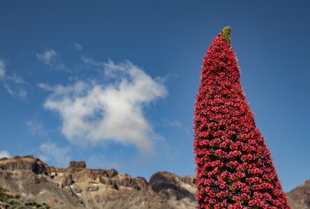 Tajinaste rojo im Parque Nacional del Teide auf Teneriffa | © Sunhikes