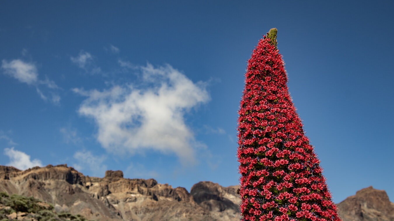 Tajinaste rojo im Parque Nacional del Teide auf Teneriffa | © Sunhikes