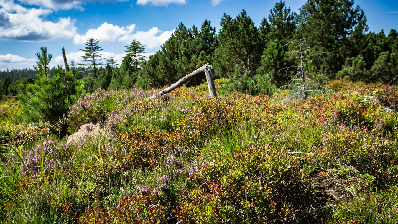 Grindenlandschaft beim Ruhestein | © Sunhikes