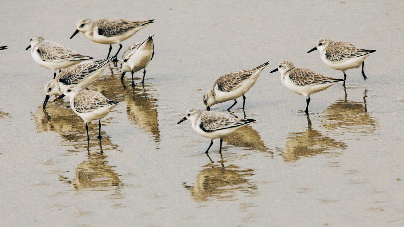 Sanderlinge an der Playa Agua Liques | © Sunhikes