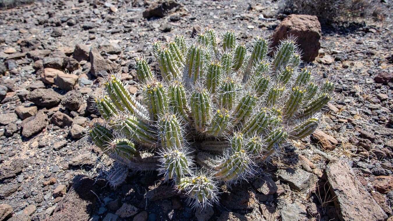 der seltene Jandía-Kaktus im Gran Valle | © Sunhikes
