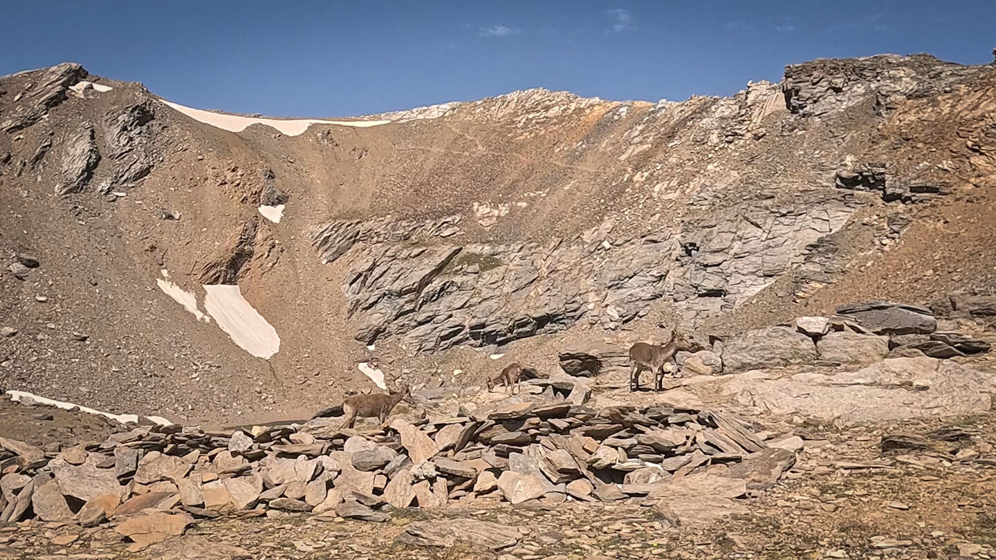Steinböcke in der Sierra Nevada | © Sunhikes